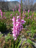 Watsonia Borbonica (pink) 15 Seeds, Cape Bugle Bulb, Lily Garden Plants
