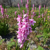 Watsonia Borbonica (pink) 15 Seeds, Cape Bugle Bulb, Lily Garden Plants