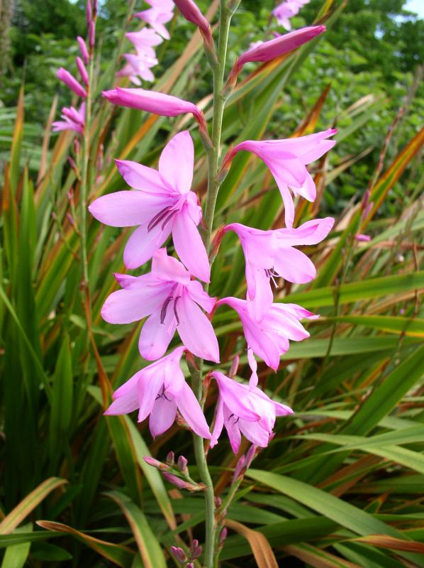 Watsonia Borbonica (pink) 15 Seeds, Cape Bugle Bulb, Lily Garden Plant