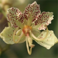 Bauhinia Semla Orchid Tree 5/50 Seeds, B. Retusa, B. Roxburghiana