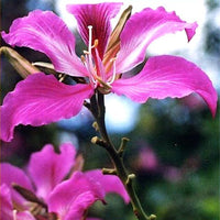 Bauhinia Purpurea 10/100 Seeds, Pink/Purple Orchid Flowering Tree