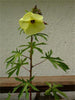 Abelmoschus Moschatus 20/500/2,500 Seeds, Hibiscus Musk Mallow, Musk Okra