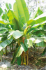 Musa Ochracea 8 Seeds, Rare Asian Banana Fruit Tree