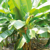Musa Ochracea 8 Seeds, Rare Asian Banana Fruit Tree