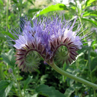 Phacelia Lacy Tanacetifolia 1g (500+) Seeds, Facelia Garden Wildflowers