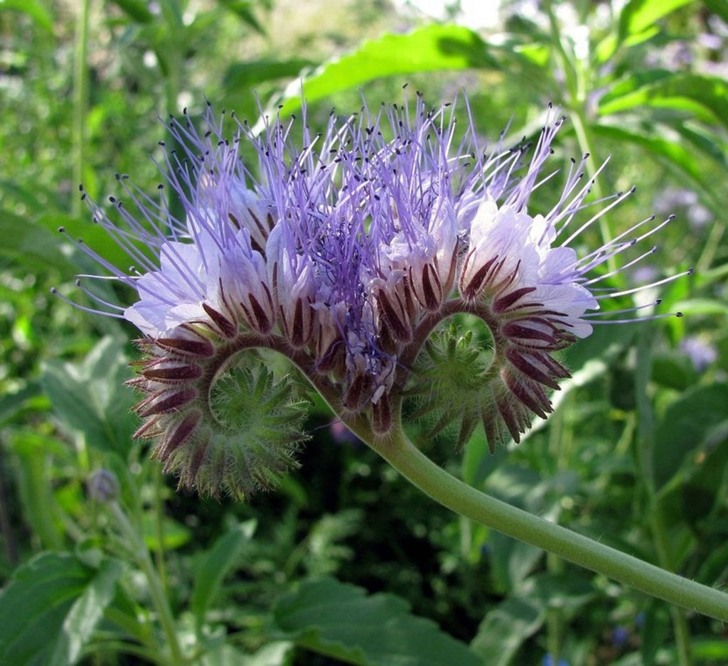 blue tansy flower seeds Phacelia Lacy Tanacetifolia 1g (500+) Seeds, Facelia Garden Wildflowers