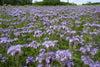 Phacelia Lacy Tanacetifolia 1g (500+) Seeds, Facelia Garden Wildflowers