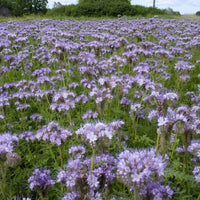 Phacelia Lacy Tanacetifolia 1g (500+) Seeds, Facelia Garden Wildflowers