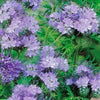 Phacelia Lacy Tanacetifolia 1g (500+) Seeds, Facelia Garden Wildflowers