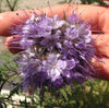 Phacelia Lacy Tanacetifolia 1g (500+) Seeds, Facelia Garden Wildflowers