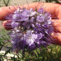 Phacelia Lacy Tanacetifolia 1g (500+) Seeds, Facelia Garden Wildflowers