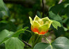 Liriodendron Tulipifera 10/100 Seeds, Tulip Poplar Tree