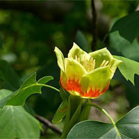 Liriodendron Tulipifera 10/100 Seeds, Tulip Poplar Tree