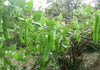 Psophocarpus Tetragonolobus 5 Seeds, Vegetable Winged Bean, Nitrogen Fixing Fodder