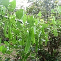 Psophocarpus Tetragonolobus 5 Seeds, Vegetable Winged Bean, Nitrogen Fixing Fodder
