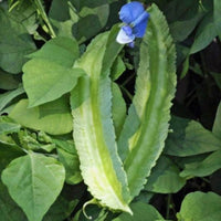 Psophocarpus Tetragonolobus 5 Seeds, Vegetable Winged Bean, Nitrogen Fixing Fodder
