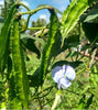 Psophocarpus Tetragonolobus 5 Seeds, Vegetable Winged Bean, Nitrogen Fixing Fodder