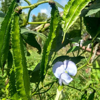 Psophocarpus Tetragonolobus 5 Seeds, Vegetable Winged Bean, Nitrogen Fixing Fodder