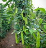 Psophocarpus Tetragonolobus 5 Seeds, Vegetable Winged Bean, Nitrogen Fixing Fodder