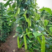 Psophocarpus Tetragonolobus 5 Seeds, Vegetable Winged Bean, Nitrogen Fixing Fodder