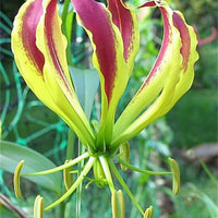 Gloriosa Carsonii Glory Vine 8 Seeds, Climbing Flame Lily 