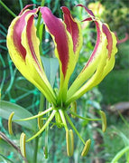 Gloriosa Carsonii Glory Vine 8 Seeds, Climbing Flame Lily 