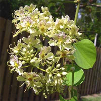 Bauhinia Semla Orchid Tree 5/50 Seeds, B. Retusa, B. Roxburghiana
