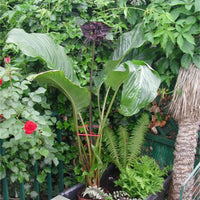 Tacca Chantrieri 10 Seeds, The Black Bat Plant