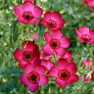 Linum Grandiflorum Rubrum 1 Gram Seeds, Scarlet Flax Flowers