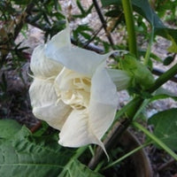 Datura Double White 10 Seeds, Devil's Trumpet, Horn of Plenty