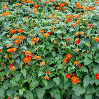 Tithonia Rotundifolia 50 Seeds, Mexican Sunflower Herb Daisy Shrub