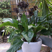 Tacca Chantrieri 10 Seeds, The Black Bat Plant