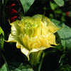 Datura Suaveolens Double Golden Queen 10 Seeds, Devil's Trumpet, Jimsonweed