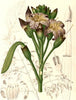 Oroxylum Indicum 6/100 Seeds, Midnight Horror Tree, Indian Trumpet Flower