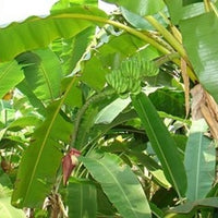 Musa Ochracea 8 Seeds, Rare Asian Banana Fruit Tree