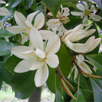 Michelia Macclurei Rare Magnolia Tree 8/100 Seeds, Fragrant Evergreen