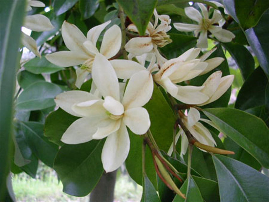 Michelia Macclurei Rare Magnolia Tree 8/100 Seeds, Fragrant Evergreen