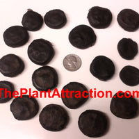 Mucuna Holtonii Vine Seed, Central / South American Woody Creeper, Sea Bean