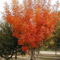 Pistacia Chinensis Tree 20/100/500 Seeds, Hardy Chinese Bonsai Pistach