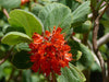 Greyia Radlkoferi 10 Seeds, South African Natal Bottlebrush 
