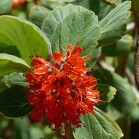 Greyia Radlkoferi 10 Seeds, South African Natal Bottlebrush 