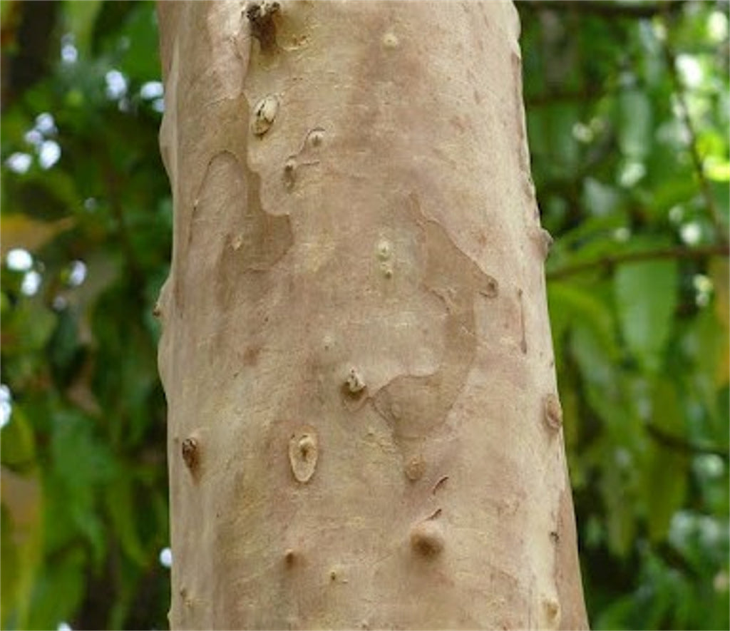 Psidium Guajava 30/300/1800/5400 Seeds, Common Fragrant Apple Guava Fr