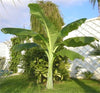 Ensete Glaucum Snow Banana Tree 5 Seeds
