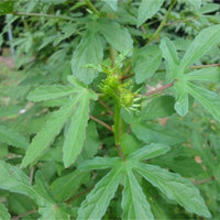 Hibiscus Radiatus 15 Seeds, Monarch Rosemallow Medicinal Perennial