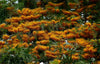 Grevillea Robusta Tree 10 Seeds, Southern Silky Oak
