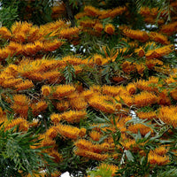 Grevillea Robusta Tree 10 Seeds, Southern Silky Oak