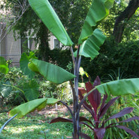 Musa Balbisiana Atia Black 10 Seeds, Cold Hardy Thai Banana Garden Fruit Tree