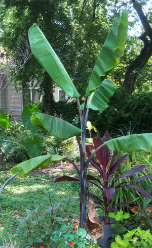 Musa Balbisiana Atia Black 10 Seeds, Cold Hardy Thai Banana Garden Fruit Tree
