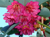 Rhodoleia Championii 25/250/500 Seeds, Rare Protected Shrub Tree Hong Kong Rose