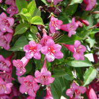 Weigela Florida Seeds, Old Fashioned Weigela, Hardy Shrub Bush